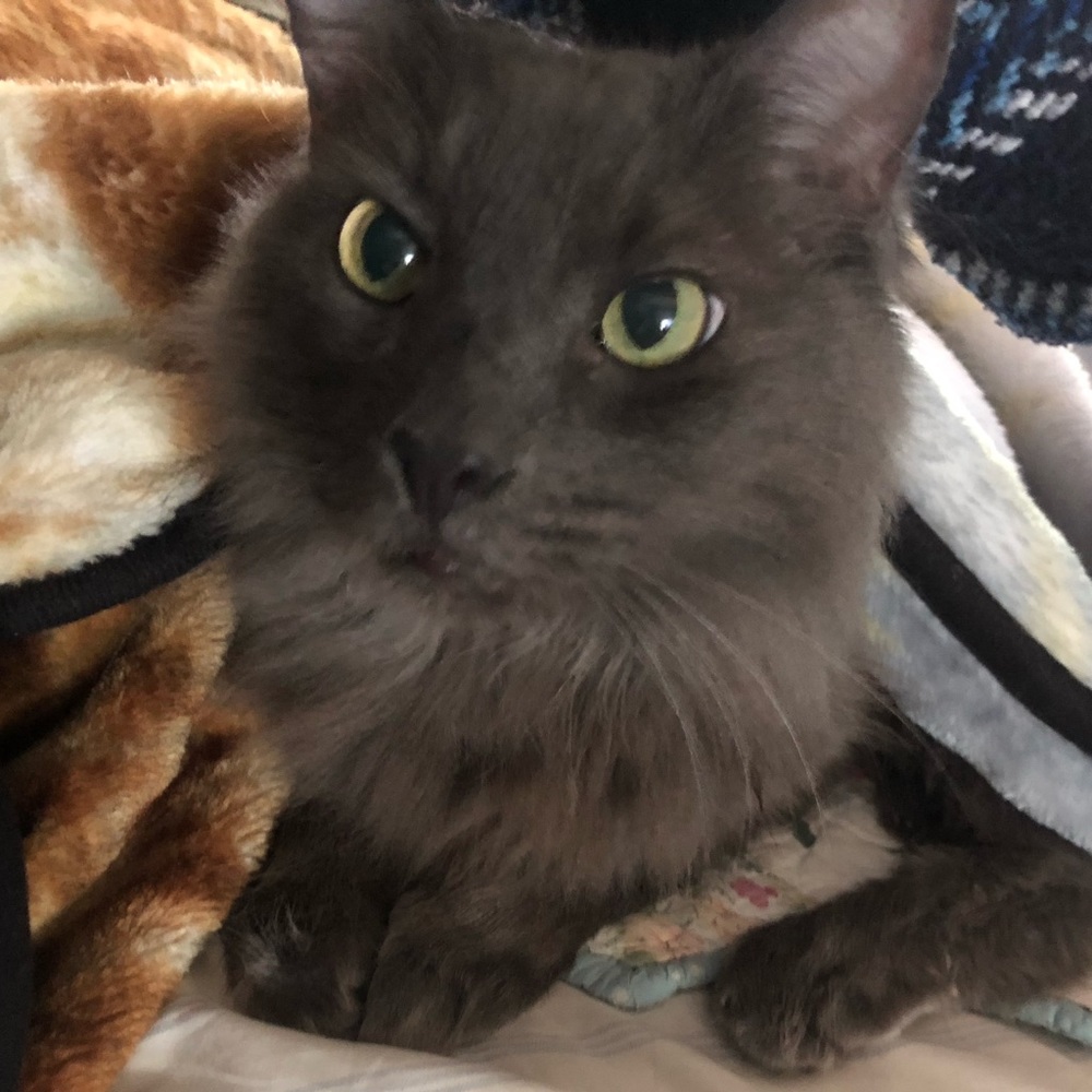 Meet your Posher, Maya